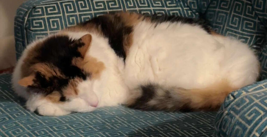 Lilly