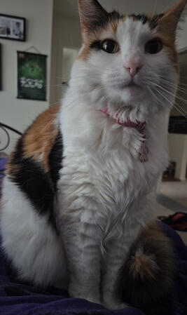 Lilly
