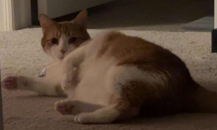 Pancake