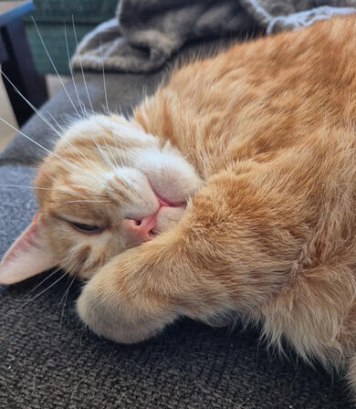 Macaroni